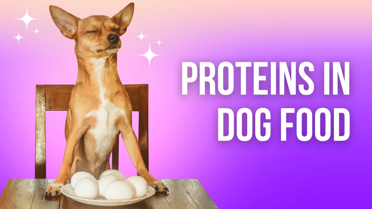 power-of-animal-based-proteins-in-dog-food-land-of-animal