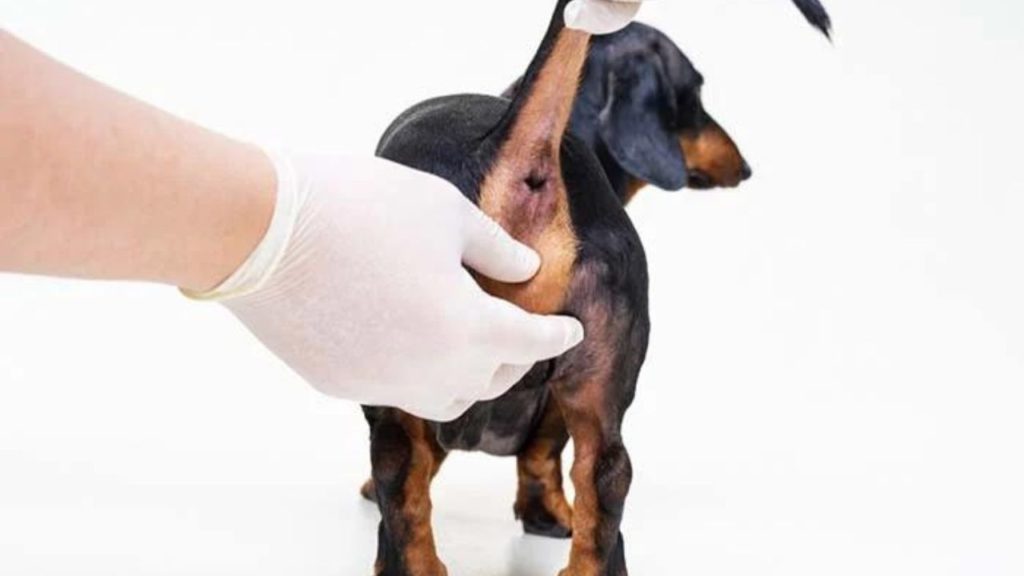 Understanding Perianal Tumors In Female Dogs: Causes, Symptoms, And ...