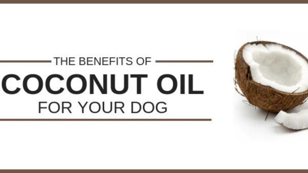 Can You Give Coconut Oil to Dogs?