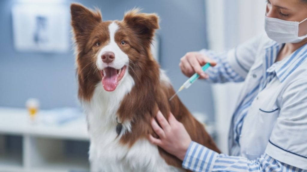 what to do after puppy vaccination